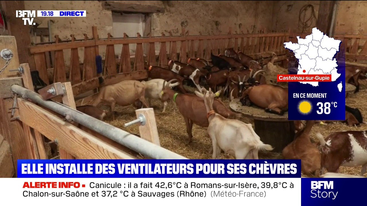 "Le bien-être animal est indispensable": face à la canicule, cette éleveuse installe des ventilateurs pour ses chèvres