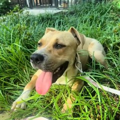 Woman Rescues Abandoned Dog