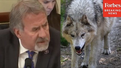 'Dragging Their Feet': LaMalfa Rips CA Fish & Wildlife's Plan To Shoot Rubber Rounds At Gray Wolves
