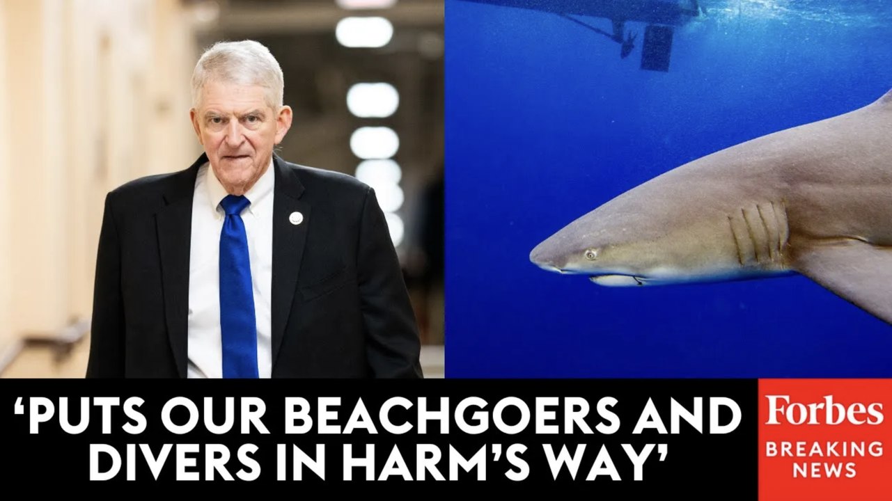 ‘When There’s Humans, There’s Food’: Daniel Webster Supports Prohibiting Shark Feeding