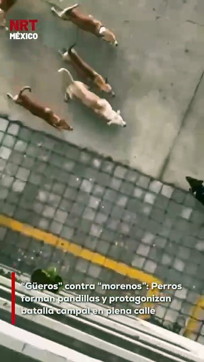 El peculiar “conflicto” se volvió viral en redes sociales, provocando comentarios divididos: mientras unos lo tomaron con humor, otros señalaron la importancia de atender la sobrepoblación y el cuidado de los perros callejeros para evitar este tipo de sit