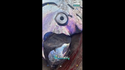 ATBCIENCIA - Pez del juicio final causa revuelo tras varios avistamientos