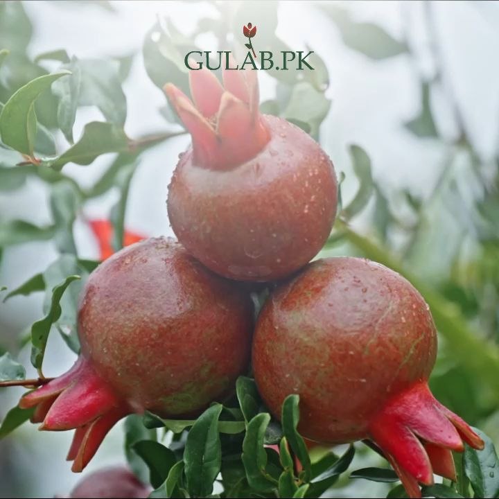 pomegranate, anar