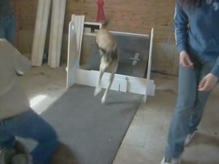Charly agility