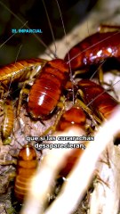 ¿Qué pasaría si las cucarachas dejaran de existir? 