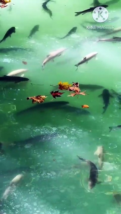 Os animais mais fofos do mundo N•142