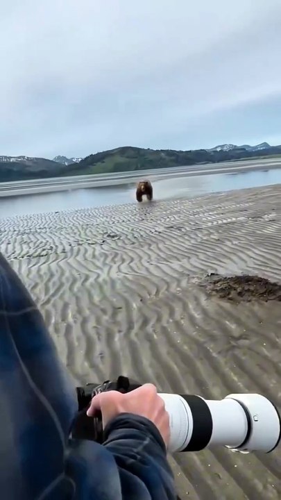 Bear-Attack-2