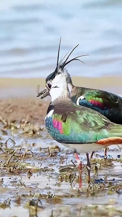 All video about birds life and hunting birds etc