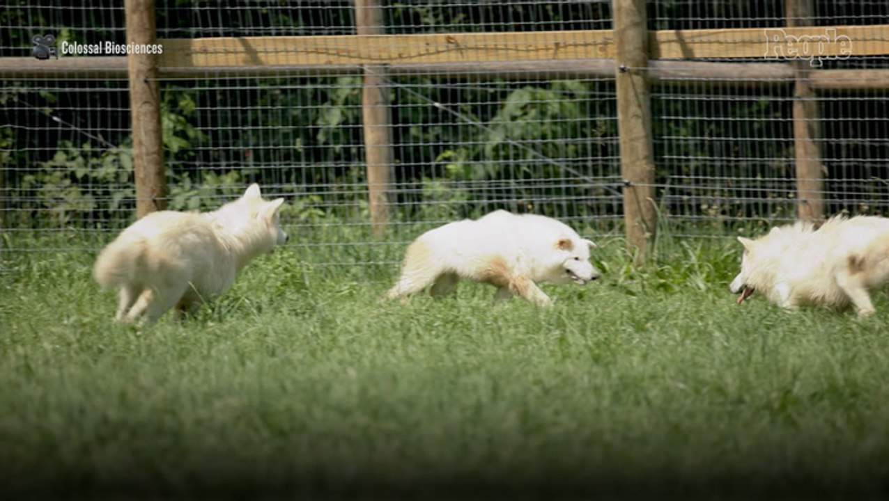 The 3 Dire Wolves Who Were Brought Back from Extinction Meet for the First Time