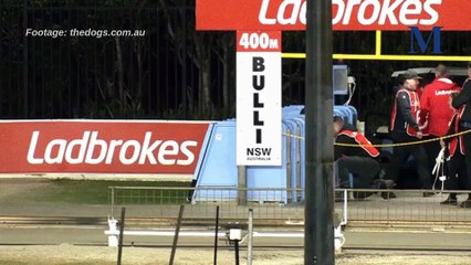 Greyhound falls during mid-race at Bulli