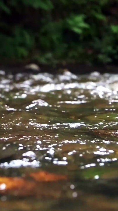 Mindfulness in One Minute