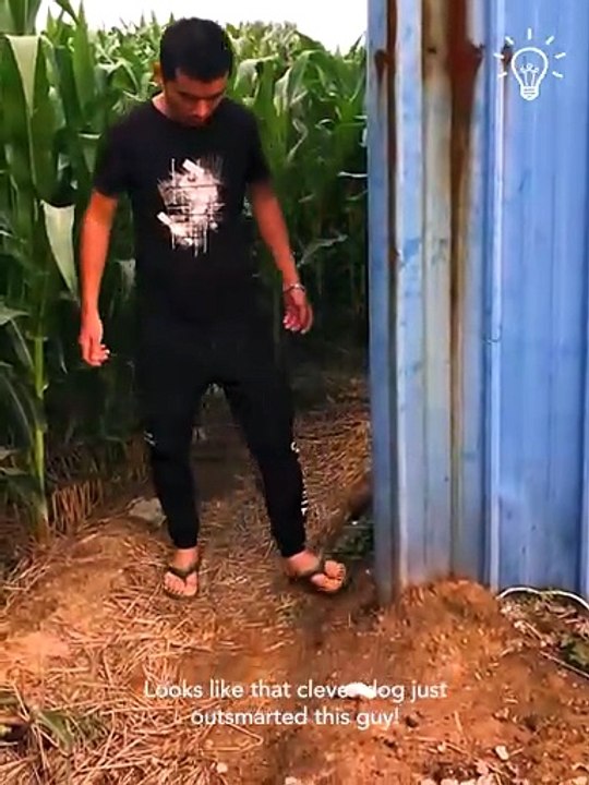 Humans and animals scratch each other's backs!