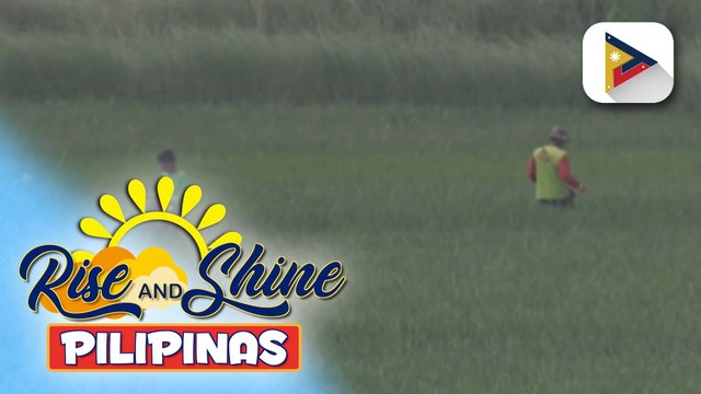 Mga magsasaka, maari na ring makabili ng P20/kg na bigas simula ngayong araw | Vel Custodio
