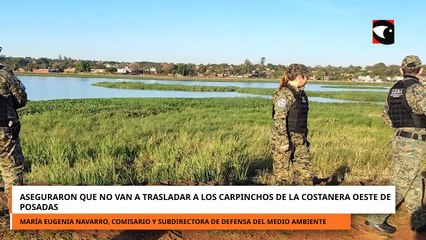 Aseguraron que no van a trasladar a los carpinchos de la Costanera Oeste de Posadas