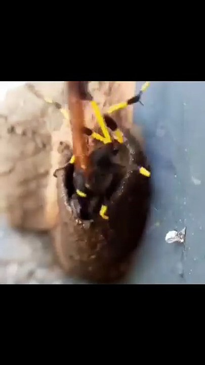 Hard to Believe? No School, No Teacher… Yet This Tiny Mud Dauber Is an Engineer, Hunter, and Mother — All on Its Own! 🐝💪 #reelsvideoシ #reelsviralシ #reelsfypシ #reelsfb #reelschallenge #followers #