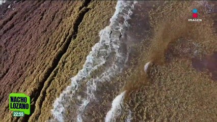 Gases tóxicos del sargazo ponen en riesgo salud y medioambiente