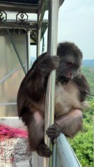 Are monkeys not afraid of heights at all？ #monkey #monkey