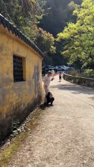 As long as you lift your foot, she won't bite you. #monkey #monkey