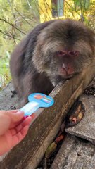 Beautiful girl xing #monkey #monkey #cute #lovely