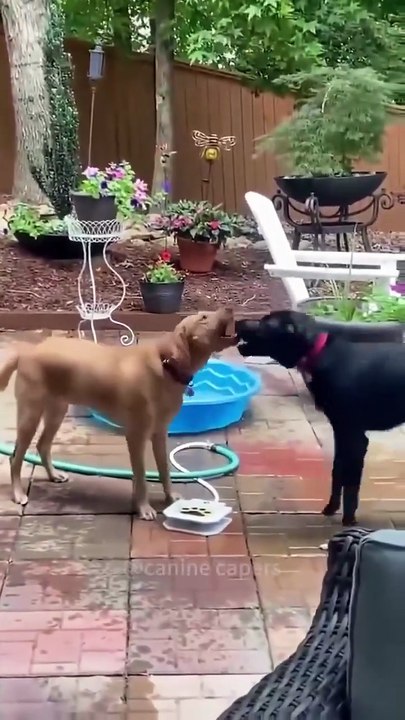 Doggos drinking water with zero chill