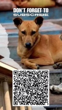 Not only DOG! CAT & CATTLE can also transmit Rabies. #suprecourtorderonstraydogs #straydogs #delhi #delhincr #streetdog #supremecourt #supremecourtofindia #protest #rabies #constitutionofindia #samvidhan