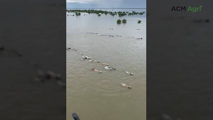 Aerial view of livestock loss and devastation in the 2023 Gulf floods