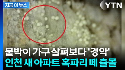 '사람 집 아닌 벌레집'...인천 신축 대단지서 혹파리 떼 출몰 [지금이뉴스] / YTN
