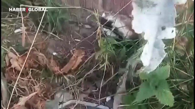 Sivas'ta nesli tükenme tehlikesi altında olan alaca sansar görüntülendi