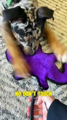 Dogs are afraid of cutting their nails.  discovering funny news