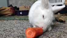 Tiny Bunny Discovers a New Toy 🐰