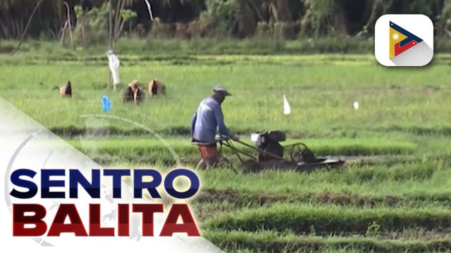 Mga magsasaka, benepisyaryo na rin ng 'Benteng Bigas, Meron Na' program simula ngayong araw; mga mangingisda, pinag-aaralan na rin ng D.A. na isama | ulat ni Vel Custodio