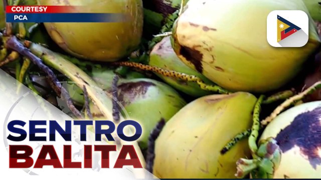 PCA, mas pinalalakas ang mga hakbang kontra sa epekto ng Climate Change sa mga niyog; Coconut Philippines Trade fair, isasagawa sa August 28-September 2