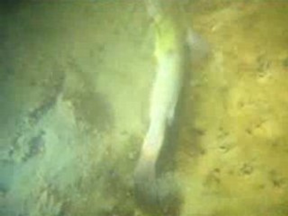 Plongée dans le Lac de Viry-Chatillon