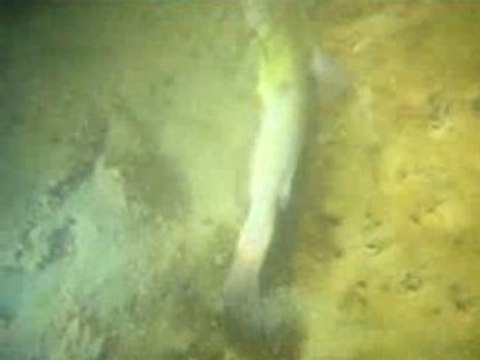 Plongée dans le Lac de Viry-Chatillon