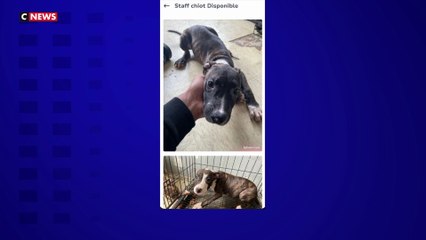 Six chiens maltraités et vendus illégalement sur Le Bon Coin saisis à Savigny-sur-Orge