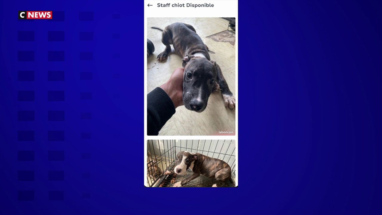 Six chiens maltraités et vendus illégalement sur Le Bon Coin saisis à Savigny-sur-Orge
