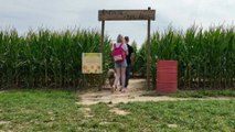 Les labyrinthes de maïs font un tabac !