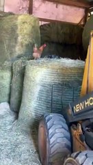 Kendini Tavuk Sanan Kedi