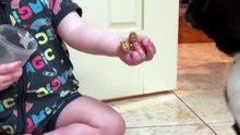 Sweet Toddler Shares Nutri-Grain with French Bulldog Piper!
