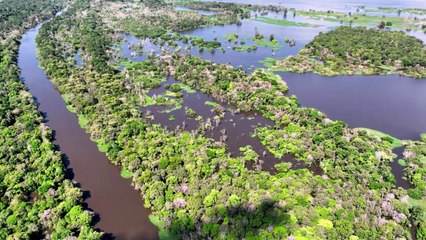 The Amazon Rainforest Collapse: A Global Catastrophe Unveiled
