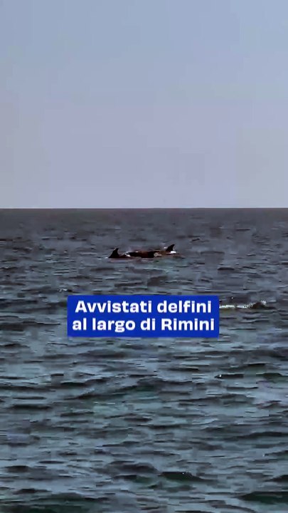Avvistati delfini al largo di Rimini: il video