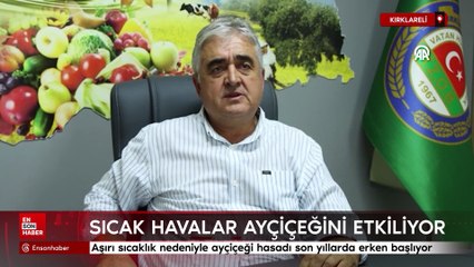 Trakya'da aşırı sıcaklık nedeniyle ayçiçeği hasadı son yıllarda erken başlıyor