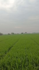 persawahan di cilamaya wetan