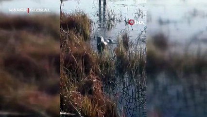 Elazığ’da koruma altındaki su samuru görüntülendi