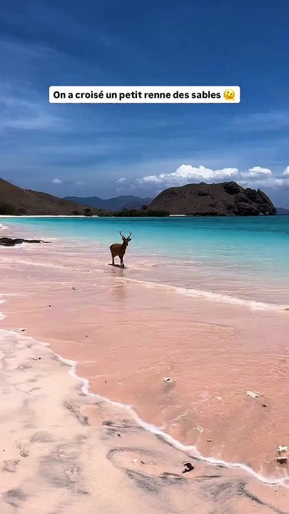 Sur l’île de Komodo, un petit cerf se promène paisiblement au bord de l’eau 🦌✨