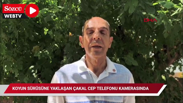 Koyun sürüsüne yaklaşan çakal cep telefonu kamerasında