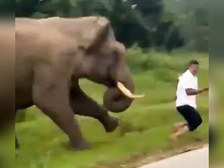 Genervter Elefant attackiert Selfie-Tourist