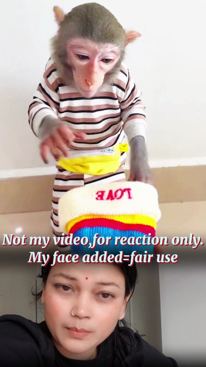 Funny baby monkey videos 🤣🤣