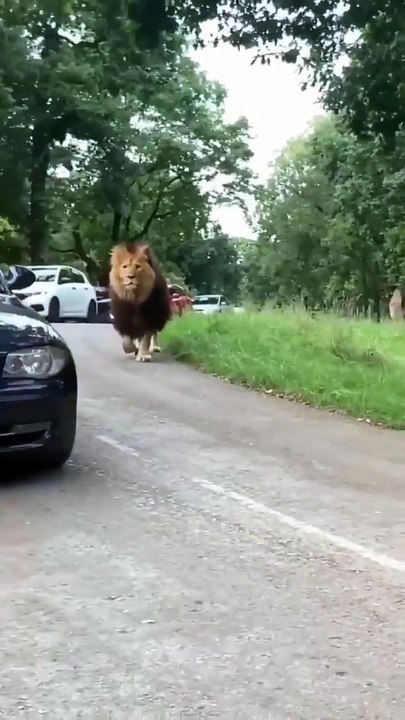 Logically which animal could take on a full grown male lion? #wildanimal #lion