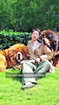 La bulle sur les Dogues du Tibet en Chine